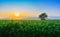 Landscape of young green corn field at Thailand agricultural