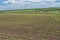 Landscape with young growth of sunflower field in central Ukraine