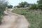 landscape with young Impala crossing dirt road, Kruger park, South Africa