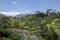 Landscape of young watered ricefield with some coconut palm in B