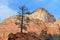 Landscape Zion National Park