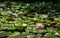 Landscaped beautiful garden pond with water lily or lotus flower Marliacea Rosea in shadow