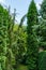 Landscaped evergreen garden with Juniper Juniperus communis Horstmann and Thuja occidentalis Columna