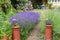 Landscaped garden with lawn and flowers growing in flower beds