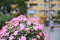 A  landscaped house with a big bed of impatiens