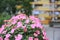 a  landscaped house with a big bed of impatiens