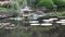 A landscaped Japanese garden in Australia.