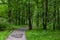 Landscaped path among the trees in the park