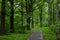 Landscaped path among the trees in the park