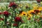 Landscaped red flowers