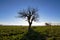 Landscaped silhouette of a lonely grown tree in a green meadow.