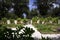 Landscaped Villa Borghese Park, the Pincio hill in Rome Italy pine cypress English landscape arch