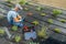 Landscaper Installing Another Hose Bracket in a Drip Irrigation Pipeline