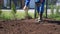 Landscaper Man Spreading Grass Seed By Hand For Perfect Lawn. Handheld