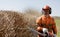 Landscaper man worker in uniform with Hedge Trimmer equipment during Bush cutting works