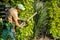 Landscaper Shaping Shrub with Hedge Cutter