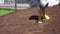 Landscaper Woman in Yellow Gumboots Spreading Grass Seed. Gimbal motion