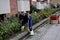 Landscaper working on rose fowers and rose plants