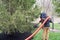 Landscapers Blowing Mulch under Pine Tree