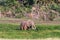 Landscapes of Amboseli. Elephant in swamp. Kenya, Africa