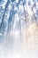 Landscapes. Frozen winter forest with snow covered trees