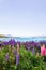 Landscapes with mountains and flowers near the azure waters of Lake Tekapo, New Zealand