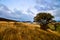 Landscapes next to a small settlement on the tierra del fuego near Ushuaia. Argentine Patagonia in Autumn