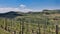 Landscapes of the Piedmontese Langhe of Barolo and Monforte d`Alba with their vineyards