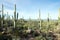 Landscapes Saguaro National Park, Arizona