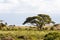 Landscapes of savanna of Amboseli. Kenya, Africa