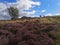 Landscapes of Scotland - East Lomond