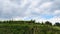 Landscapes of vines and rows of grapes in MontÃ  d`alba