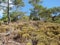 Landscapes of year-round flowering nature at the foot of the Lycian mountain ranges on the Turkish Mediterranean coast.