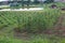 Landscaping of agricultural plots for growing corn plants and vegetable gardens