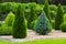 Landscaping of a backyard garden with evergreen conifers and thuja.
