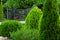 Landscaping of a backyard garden with evergreen conifers and thuja.