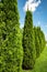Landscaping of a backyard garden with evergreen conifers. Thuja western in a summer greenery park