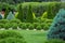Landscaping of a backyard garden with evergreen cypress.