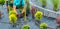 Landscaping Contractor Building Drip Irrigation System in a Garden