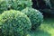 Landscaping of a garden with a bright green lawn and decorative evergreen shaped boxwood Buxus Sempervirens. Gardening concept