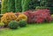 Landscaping of a garden with a green lawn, colorful decorative shrubs and shaped yew and boxwood, Buxus, in autumn