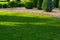 Landscaping meadow of a backyard garden with ornamental growth cypress.