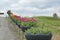 Landscaping in the tulip arboretum