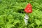 Landscaping with a wooden mushroom