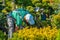 Landscaping Worker Choosing Right Plants For His Garden Project