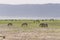 Landscaprs .Ngorongoro Crater, Tanzania