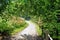 A landscpe view of a path leading through the tree`s