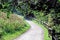 A landscpe view of a path leading through the tree`s