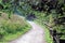 A landscpe view of a path leading through the tree`s