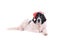 Landseer dog christmas santa white puppy xmas